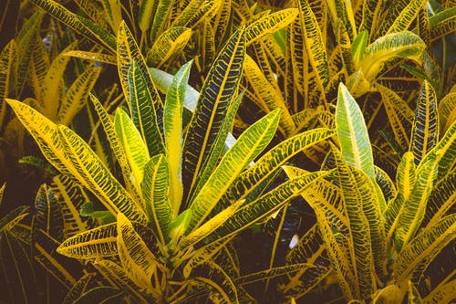 黄巴豆植物 · 免费素材图片