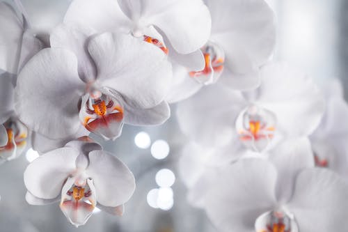 白色花瓣花 · 免费素材图片
