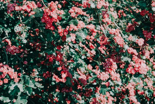 盛开的红色花瓣花 · 免费素材图片