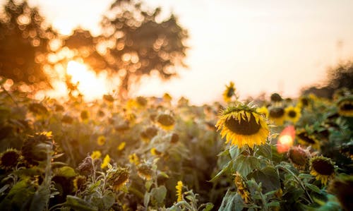 向日葵的选择性聚焦照片 · 免费素材图片