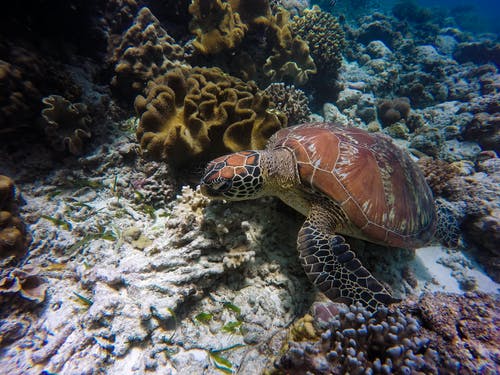 水下摄影中的棕龟和灰龟 · 免费素材图片