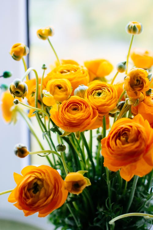 黄橙花盛开 · 免费素材图片