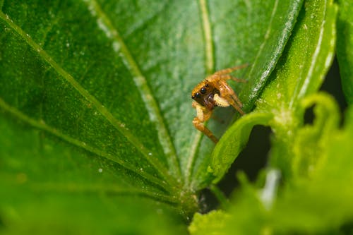 棕色蜘蛛的浅焦点照片 · 免费素材图片