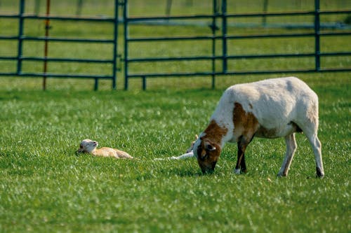 在草地上行走的棕色和白色涂层的山羊 · 免费素材图片