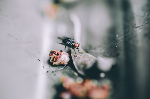 黑蝇的照片 · 免费素材图片