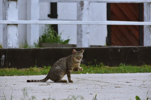 虎斑猫的照片 · 免费素材图片