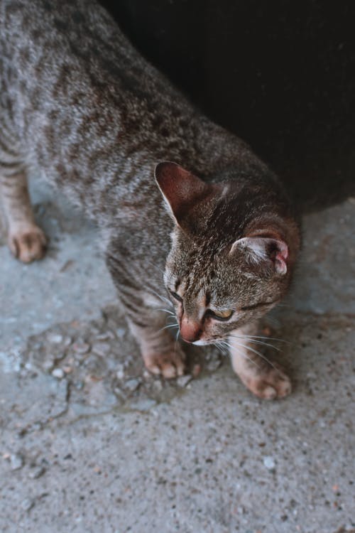 大花猫 · 免费素材图片