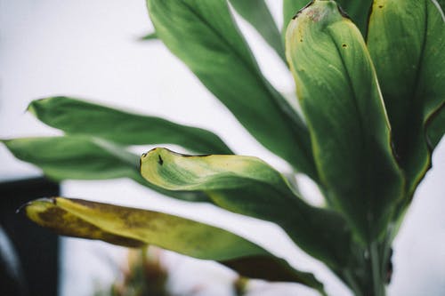 绿叶植物 · 免费素材图片