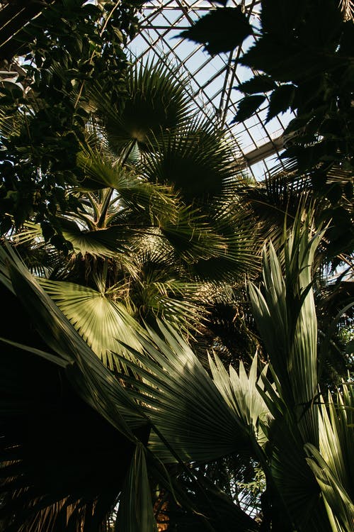 绿色chamaerops植物 · 免费素材图片