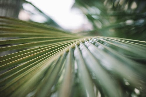 棕榈树的叶子的特写照片 · 免费素材图片