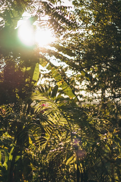 阳光穿过不同的绿色植物 · 免费素材图片