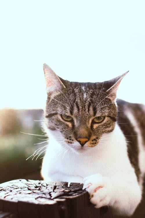 黑白虎斑猫的特写摄影 · 免费素材图片