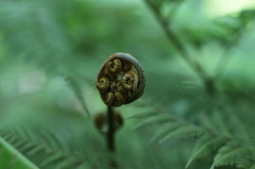 蕨类植物的选择性聚焦摄影 · 免费素材图片