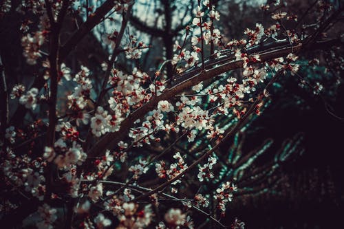 白梅花树照片 · 免费素材图片