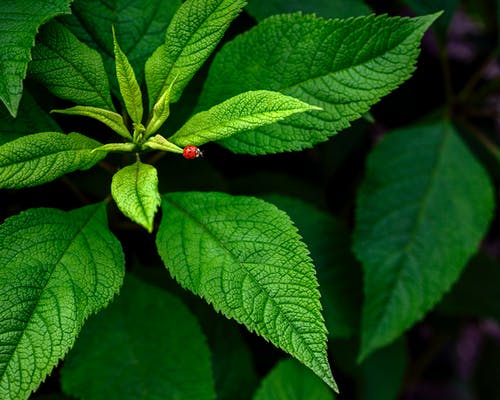 绿叶植物 · 免费素材图片