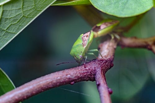 浅绿色昆虫摄影 · 免费素材图片