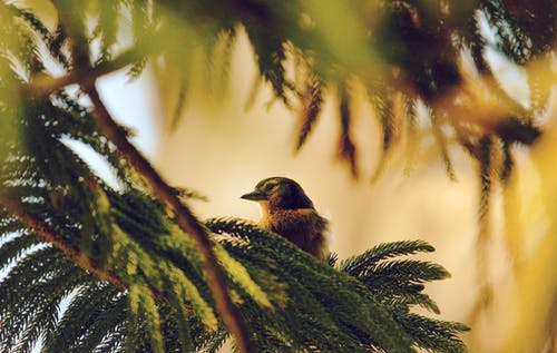 棕色的鸟，栖息在松树上 · 免费素材图片