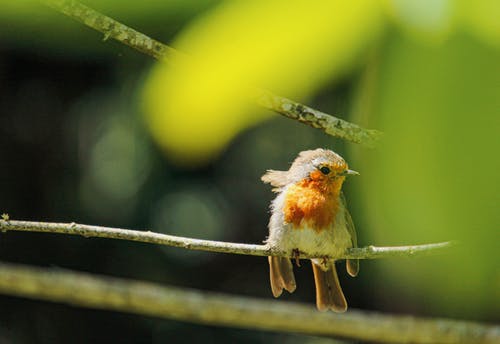 鸟的选择性聚焦摄影 · 免费素材图片