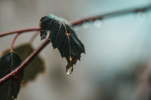 叶上的水露 · 免费素材图片