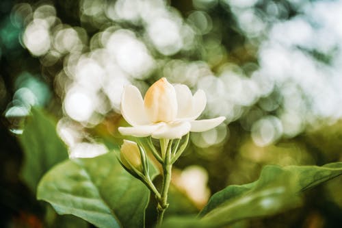 白花的选择性聚焦摄影 · 免费素材图片