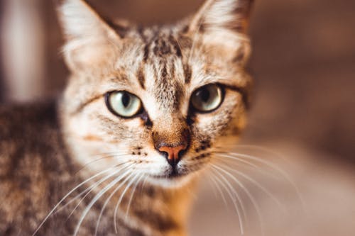 灰色虎斑小猫 · 免费素材图片