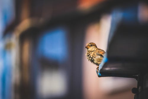 栖息的小鸟的选择性聚焦照片 · 免费素材图片