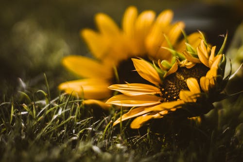向日葵的选择性聚焦照片 · 免费素材图片