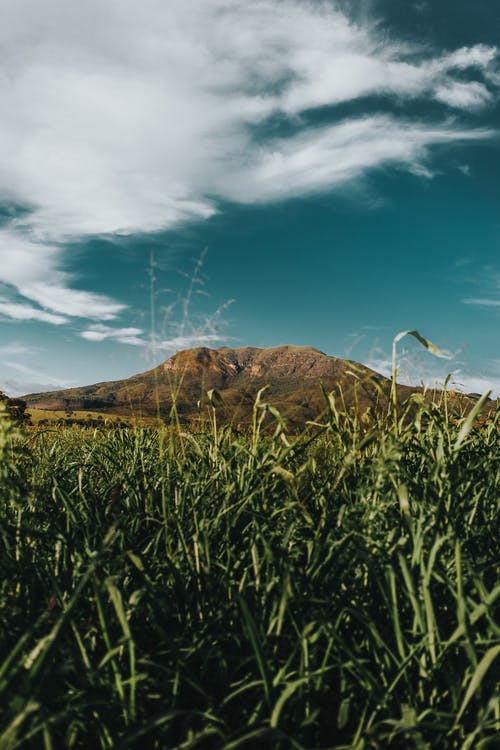 绿草地 · 免费素材图片