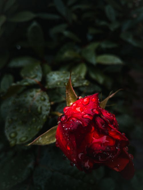 红玫瑰花的选择性聚焦摄影 · 免费素材图片