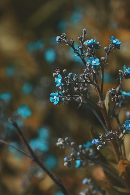 蓝花 · 免费素材图片