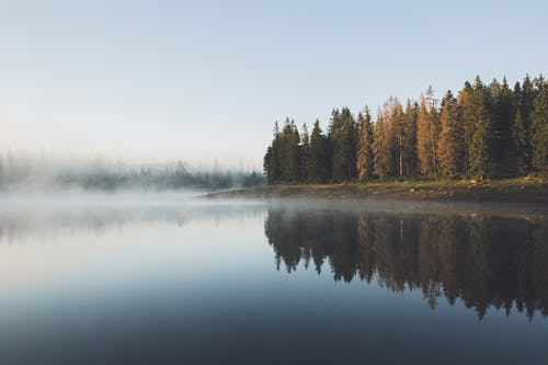 水体附近的树木 · 免费素材图片