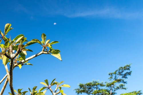 绿叶植物 · 免费素材图片