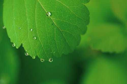 选择性聚焦摄影的绿叶植物 · 免费素材图片