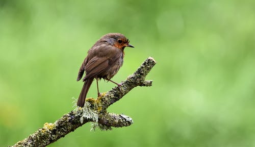 鸟栖息在树枝上的特写照片 · 免费素材图片