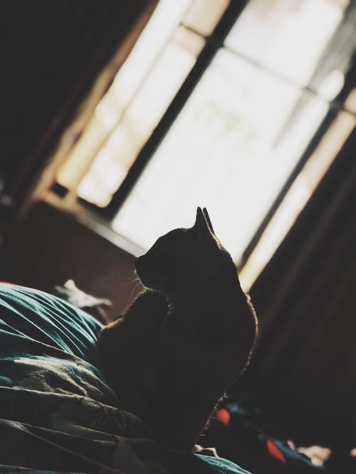 猫坐在床上的照片 · 免费素材图片