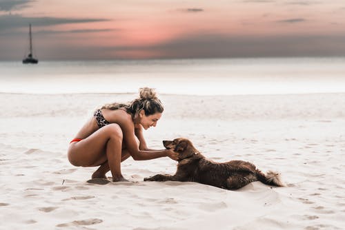 女人穿着比基尼在海滩上抚摸着狗 · 免费素材图片