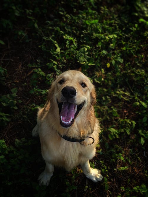 坐在草地上的金毛寻回犬的照片 · 免费素材图片