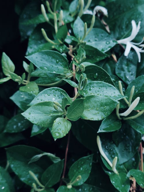 湿植物 · 免费素材图片