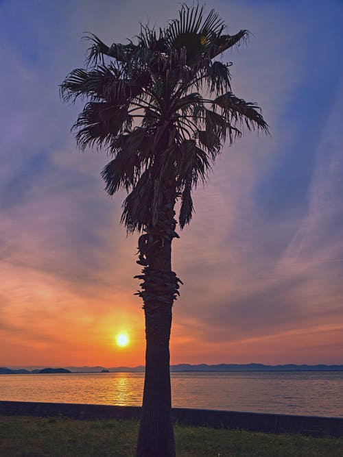 棕榈树在日落的剪影 · 免费素材图片