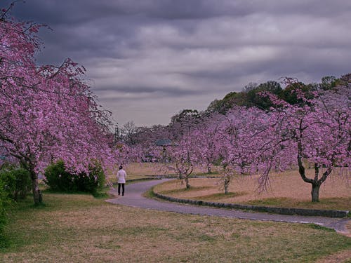 樱花树风景 · 免费素材图片