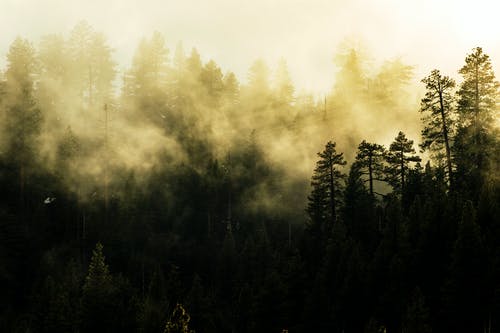 高大的树木覆盖着雾的照片 · 免费素材图片