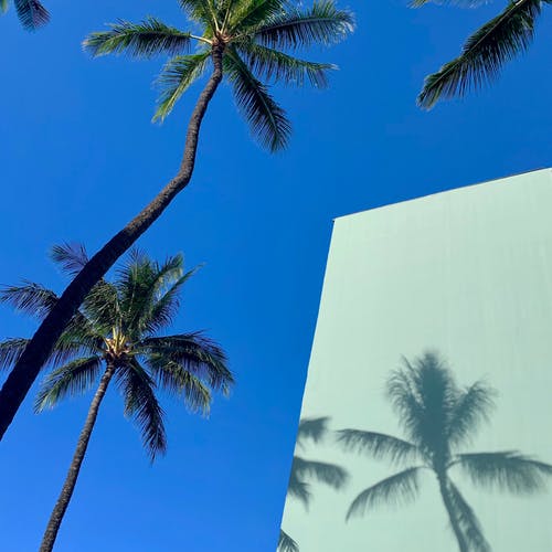 蓝蓝的天空下的棕榈树 · 免费素材图片