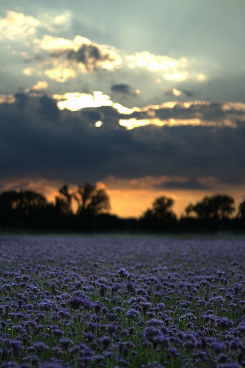 黎明时分的紫色花的照片 · 免费素材图片
