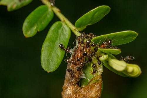 蚂蚁在叶子上的选择性聚焦摄影 · 免费素材图片