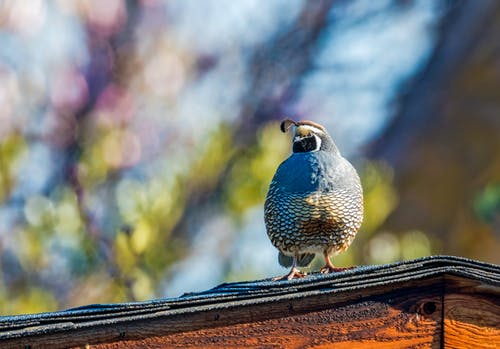 鸟栖息在屋顶上的照片 · 免费素材图片