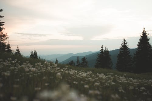 白花在花场上的照片 · 免费素材图片