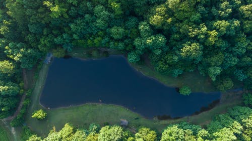 湖泊和树木 · 免费素材图片