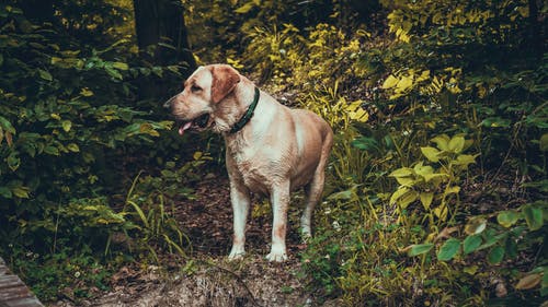 白天站在植物附近的成年黄拉布拉多犬 · 免费素材图片