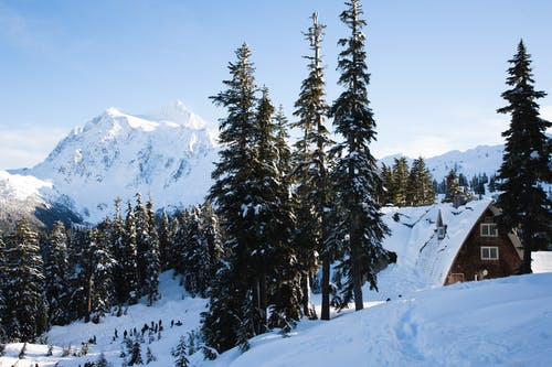 树木和雪包围的白色和棕色房子 · 免费素材图片