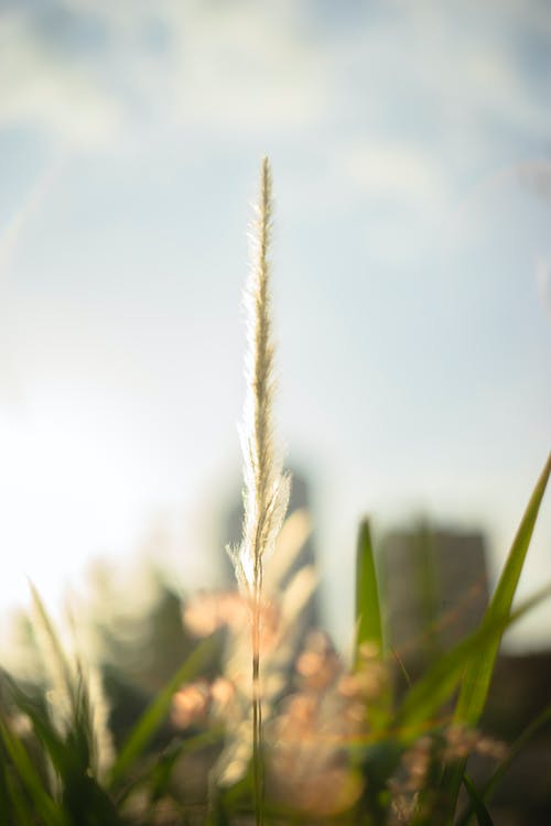 植物的选择性聚焦摄影 · 免费素材图片